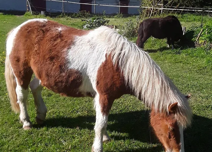 La Longère Des Basses Terres Casa vacanze *