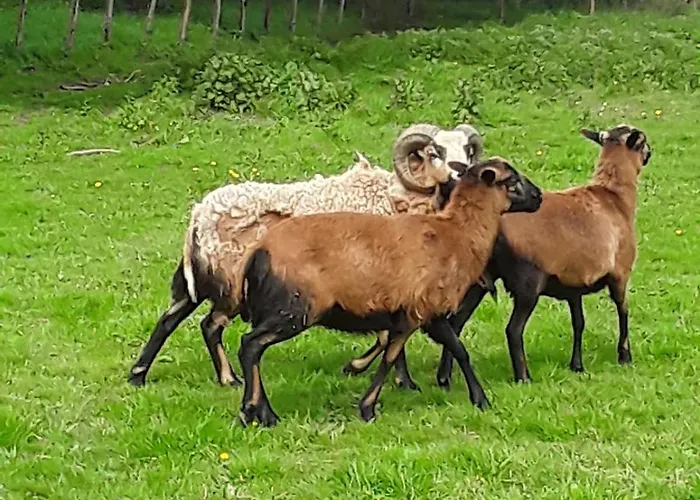 La Longère Des Basses Terres Casa vacanze *